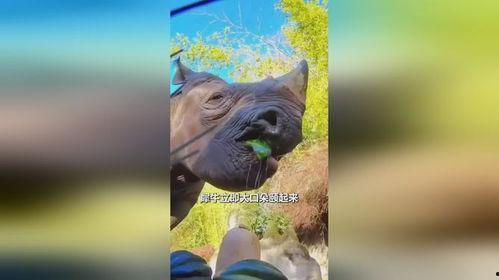 犀牛哥吃瓜,揭秘娱乐圈那些不为人知的幕后故事