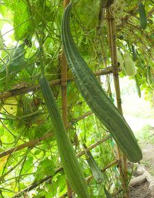 安静吃瓜图片大全