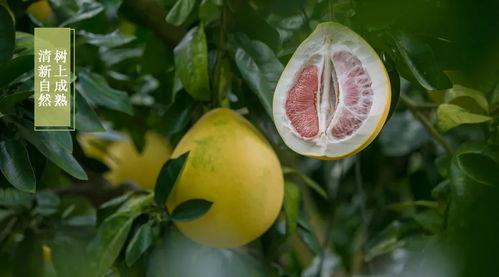 吃完核桃吃柚子吃哈密瓜,三重美味，营养盛宴