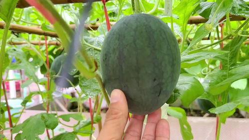 天吃很多瓜,揭秘天吃瓜王的疯狂食量