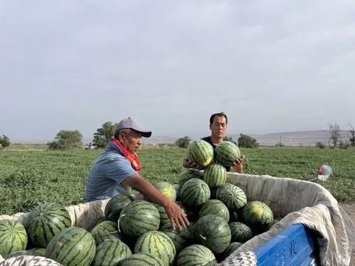 西藏林芝吃瓜图片,西藏林芝夏日美食之旅