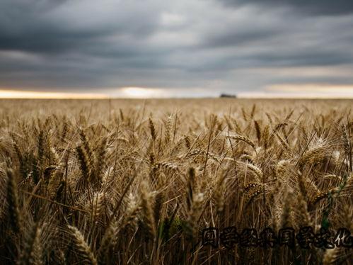 稻田吃瓜图像,田园风光中的夏日美味