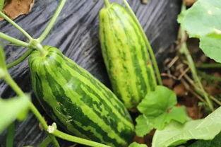 八瓜吃瓜是什么意思,网络流行语的趣味解读