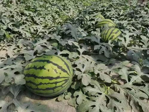 寿光楼顶吃瓜视频,寿光市民夏日休闲新风尚