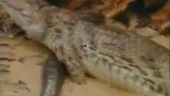 双象吃瓜最新视频,揭秘最新视频中的精彩瞬间与幕后故事