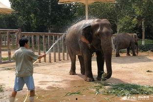 双象吃瓜最新视频,揭秘最新视频中的精彩瞬间与幕后故事